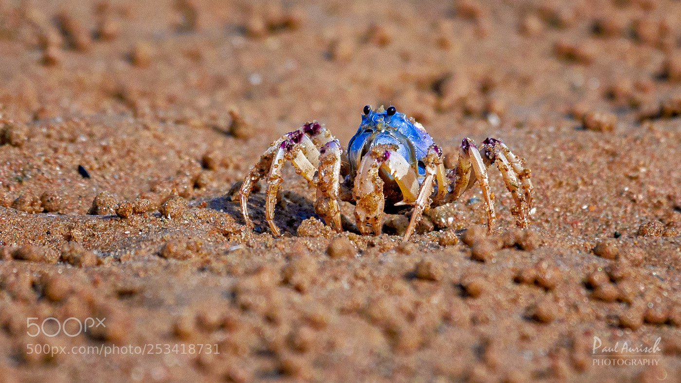 Nikon D500 sample photo. Soldier crab photography