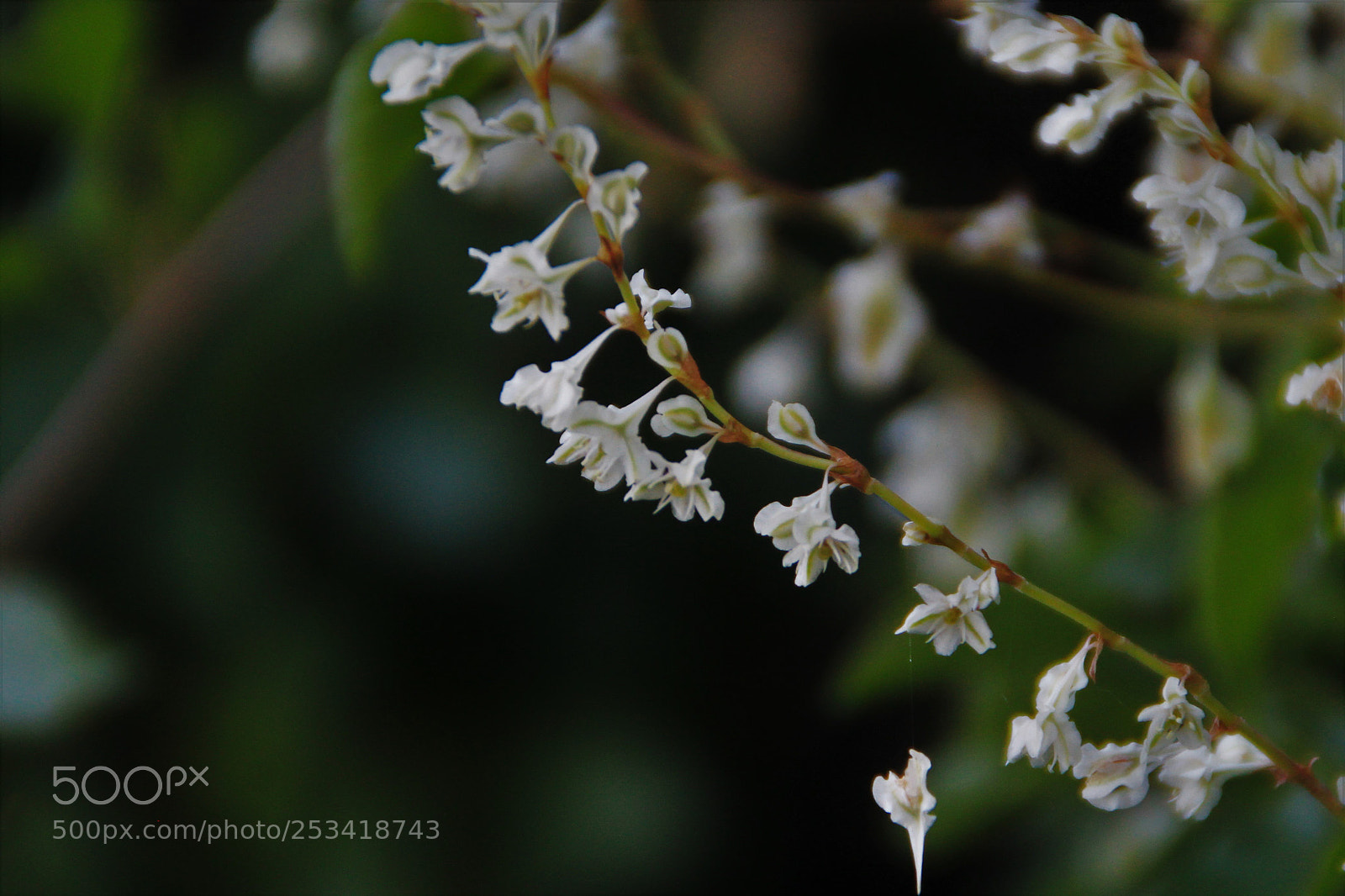 Canon EOS 1100D (EOS Rebel T3 / EOS Kiss X50) sample photo. White chain photography