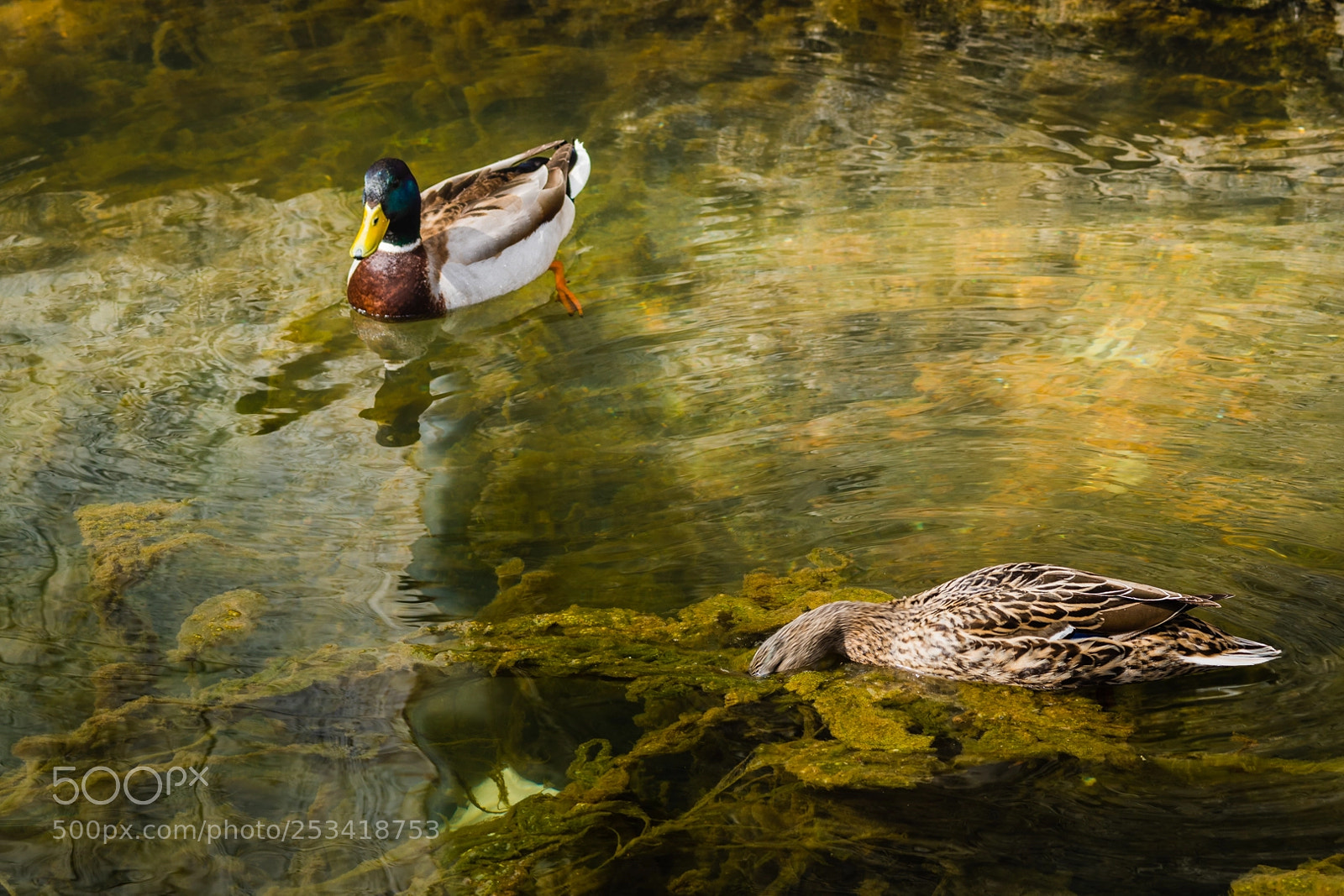 Nikon D500 sample photo. Wilde eenden eau noir photography