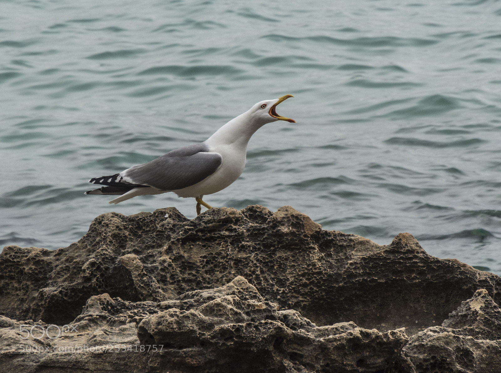 Nikon D7200 sample photo. Canto de gaviota photography