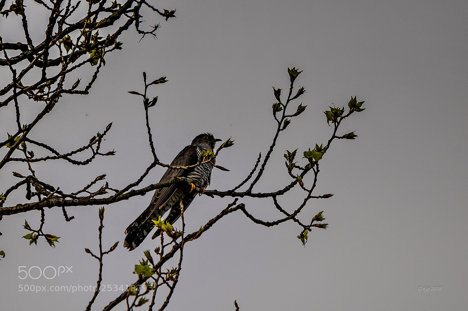 Nikon D850 sample photo. 8a1_3308_0.jpg photography