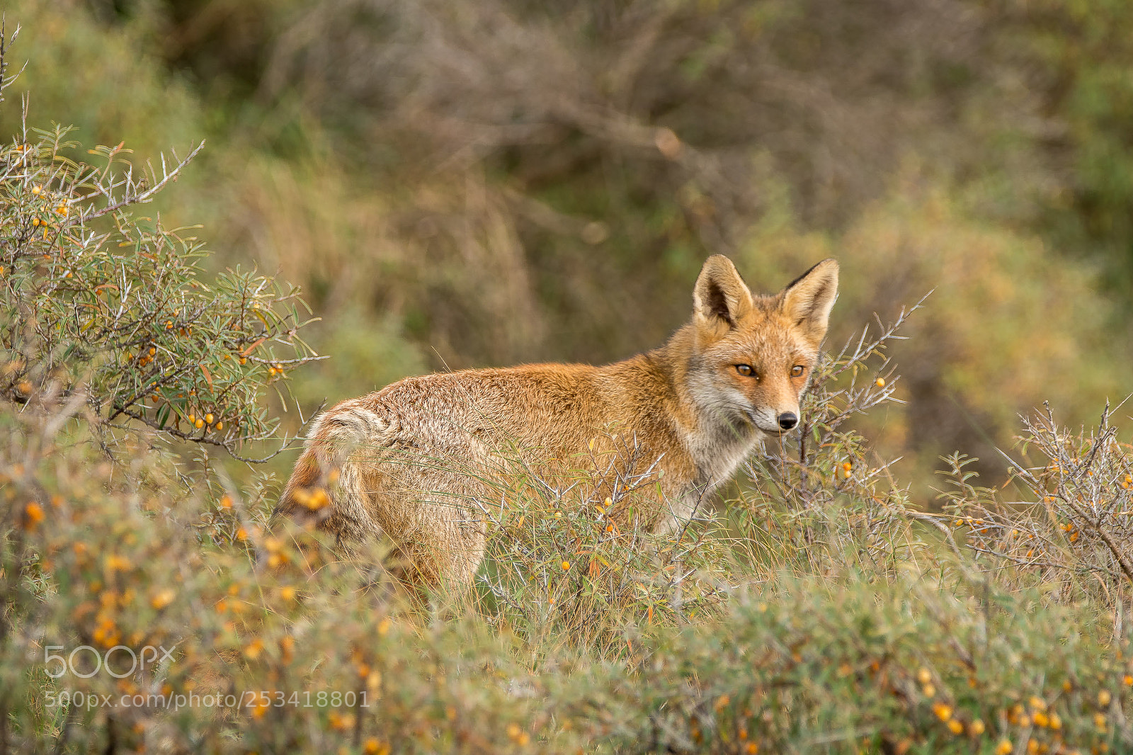 Nikon D500 sample photo. Fox photography