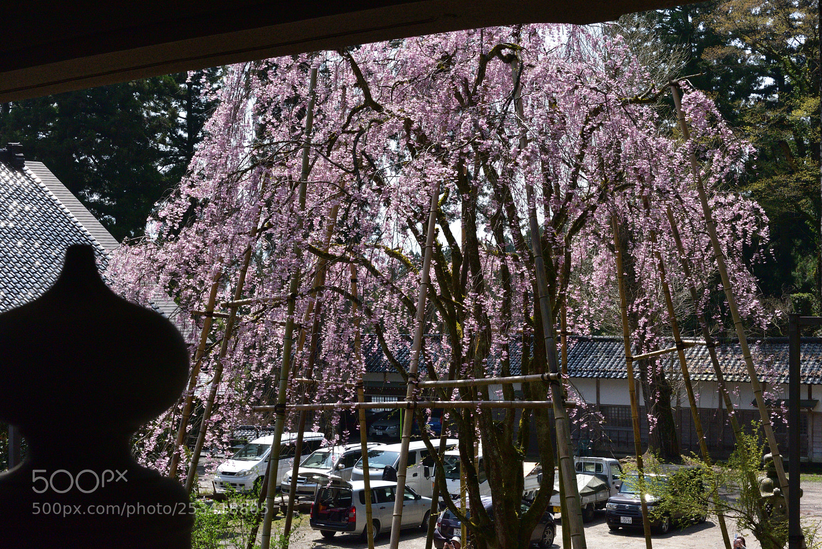Nikon AF-S Micro-Nikkor 60mm F2.8G ED sample photo. 安居寺の枝垂れ桜 富山南砺福野 photography