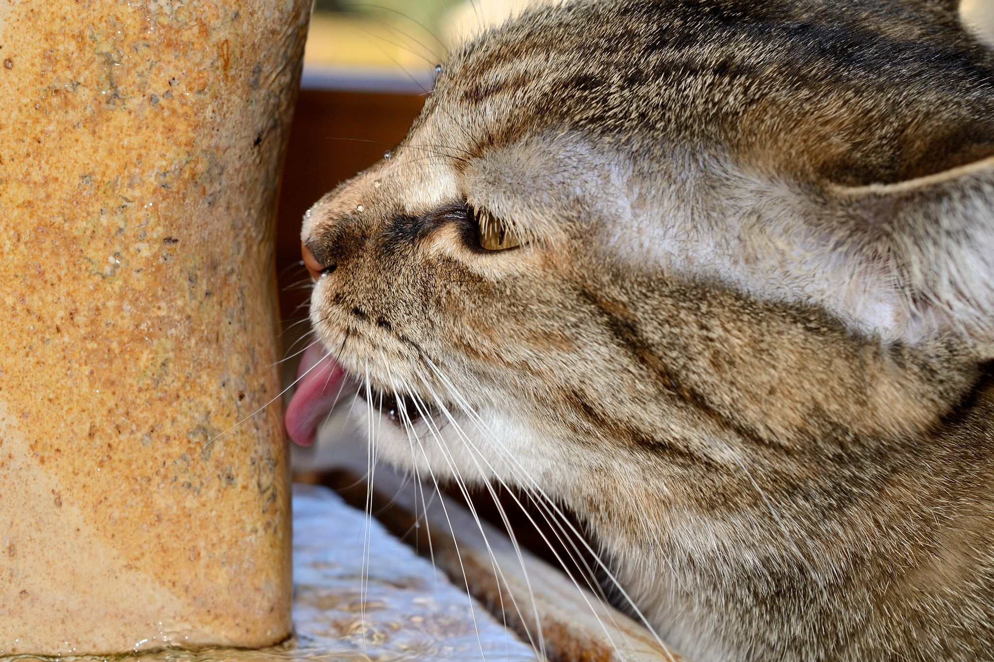 Nikon D7000 + Nikon AF-S DX Micro Nikkor 40mm F2.8 sample photo. Drinking fountain photography