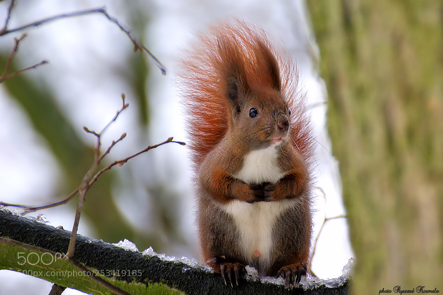 Sony Alpha DSLR-A300 sample photo. Winter squirrel photography