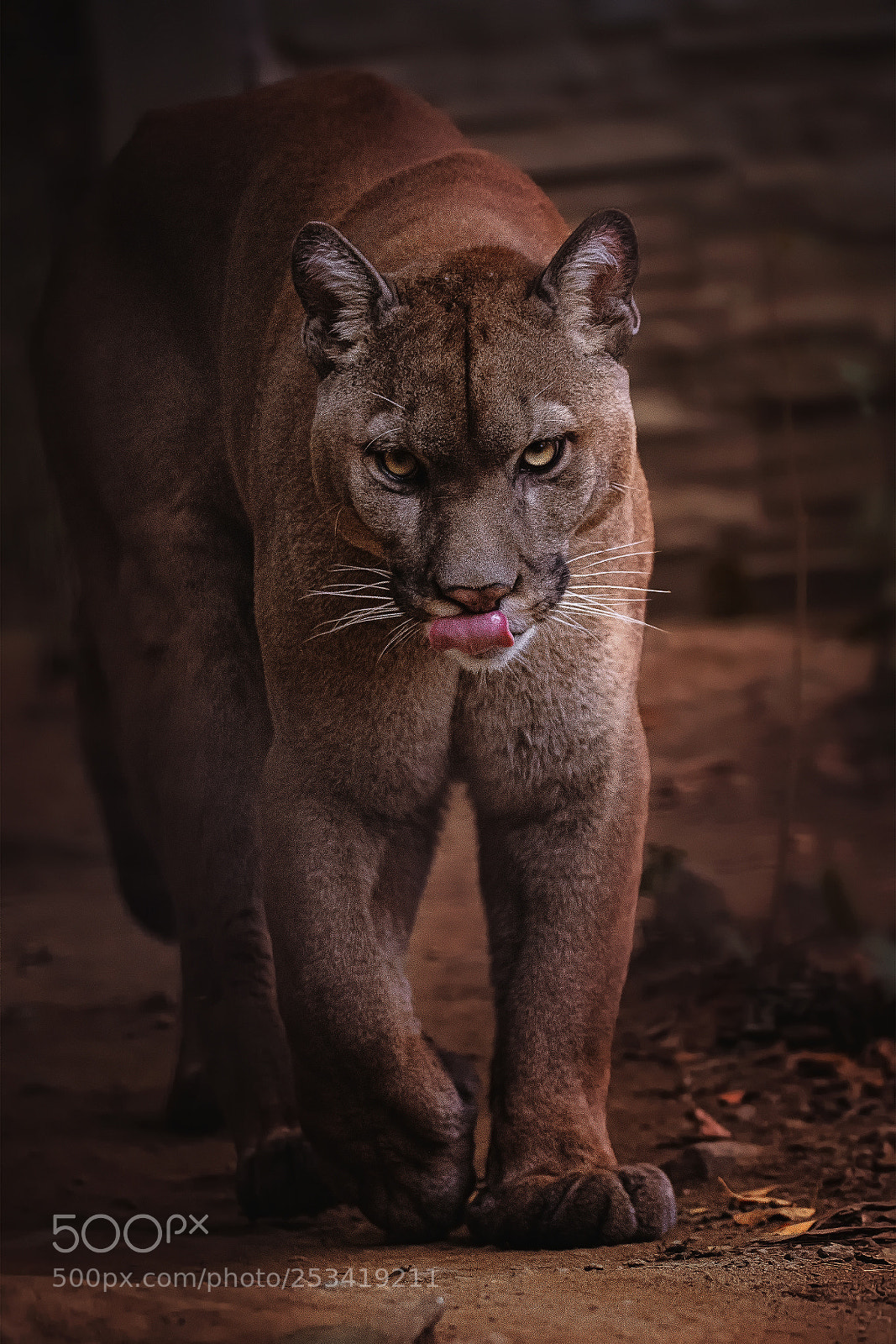 Nikon D7100 sample photo. American cougar photography