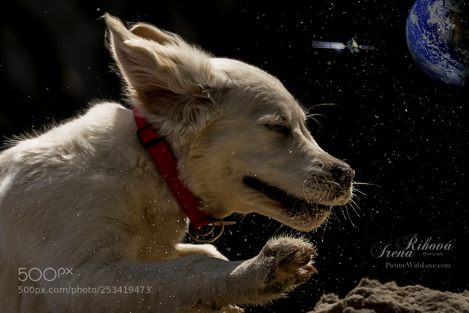 Canon EOS 5D Mark IV sample photo. Space dog photography