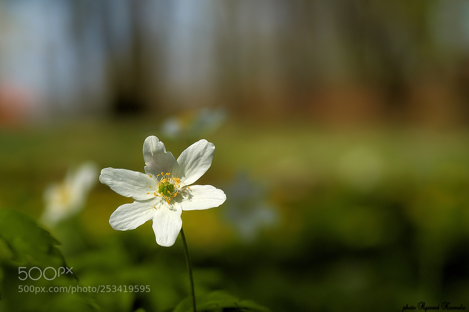 Sony Alpha DSLR-A300 sample photo. Sunny morning of the photography