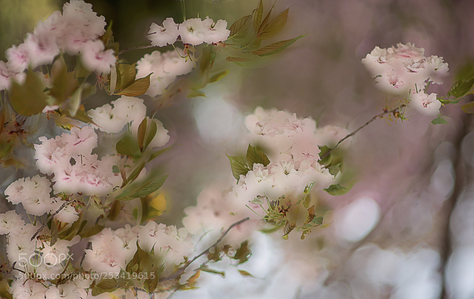 Nikon D850 sample photo. Untitled photography