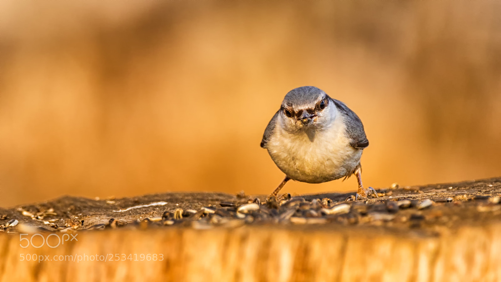 Canon EOS 80D sample photo. Nuthatch photography
