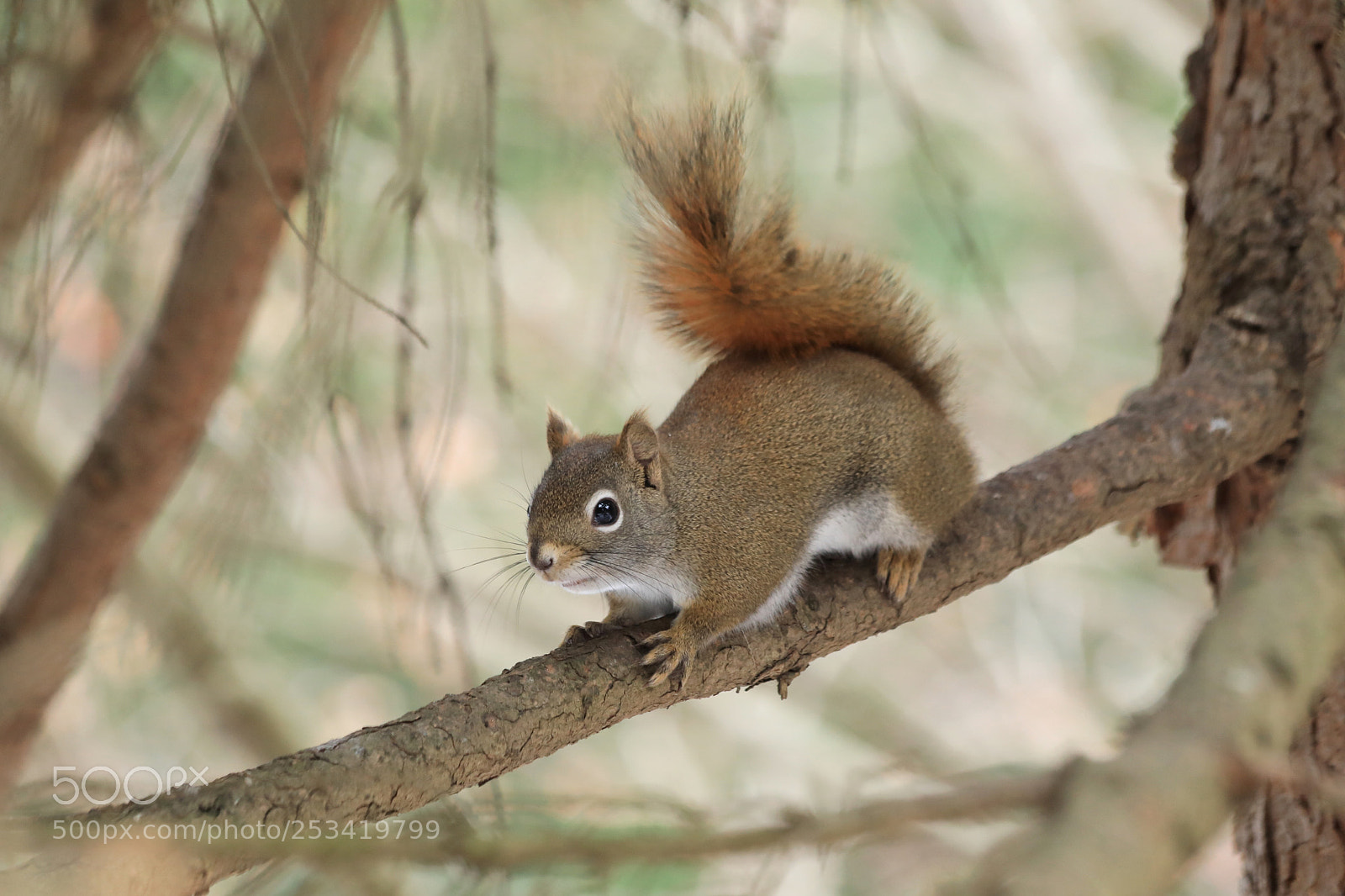 Canon EOS 5D Mark IV sample photo. Squirrel photography
