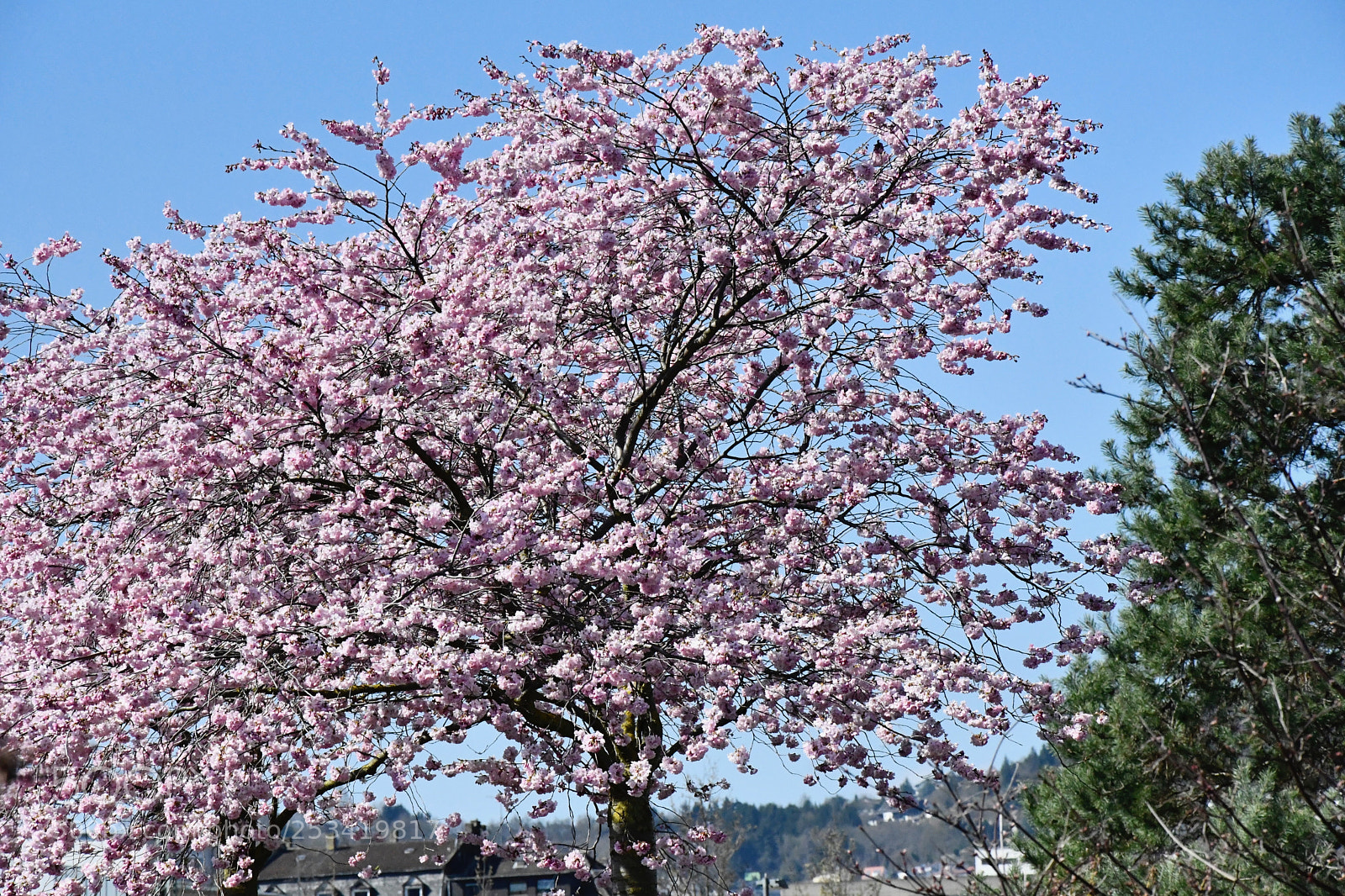 Nikon D7500 sample photo. The fullest blossom photography