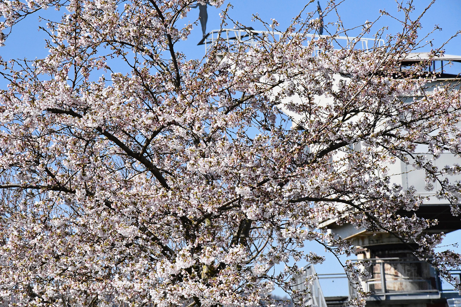 Nikon D7500 sample photo. Full blossom in white photography