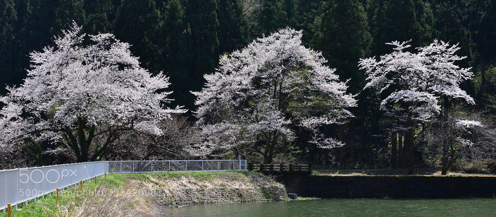 Nikon AF-S Micro-Nikkor 60mm F2.8G ED sample photo. 富山南砺福光 法林寺溜池の桜 photography