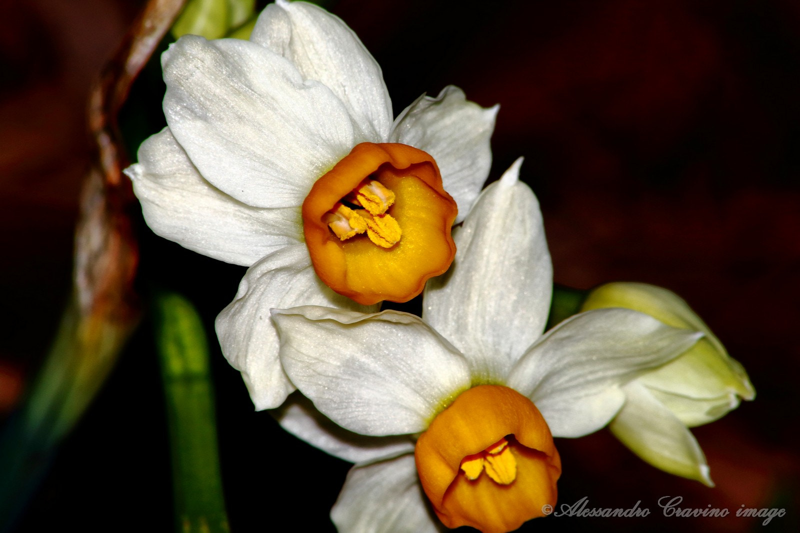 Canon EOS 70D + Sigma 50-200mm F4-5.6 DC OS HSM sample photo. Daffodil photography