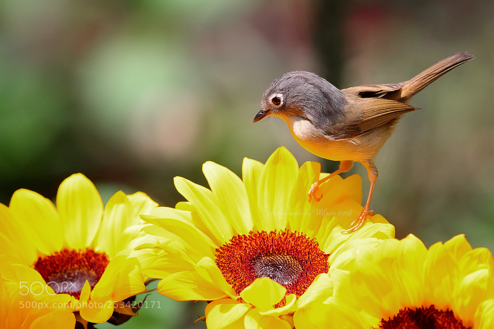 Canon EOS-1D X Mark II sample photo. Gray-cheeked fulvetta photography