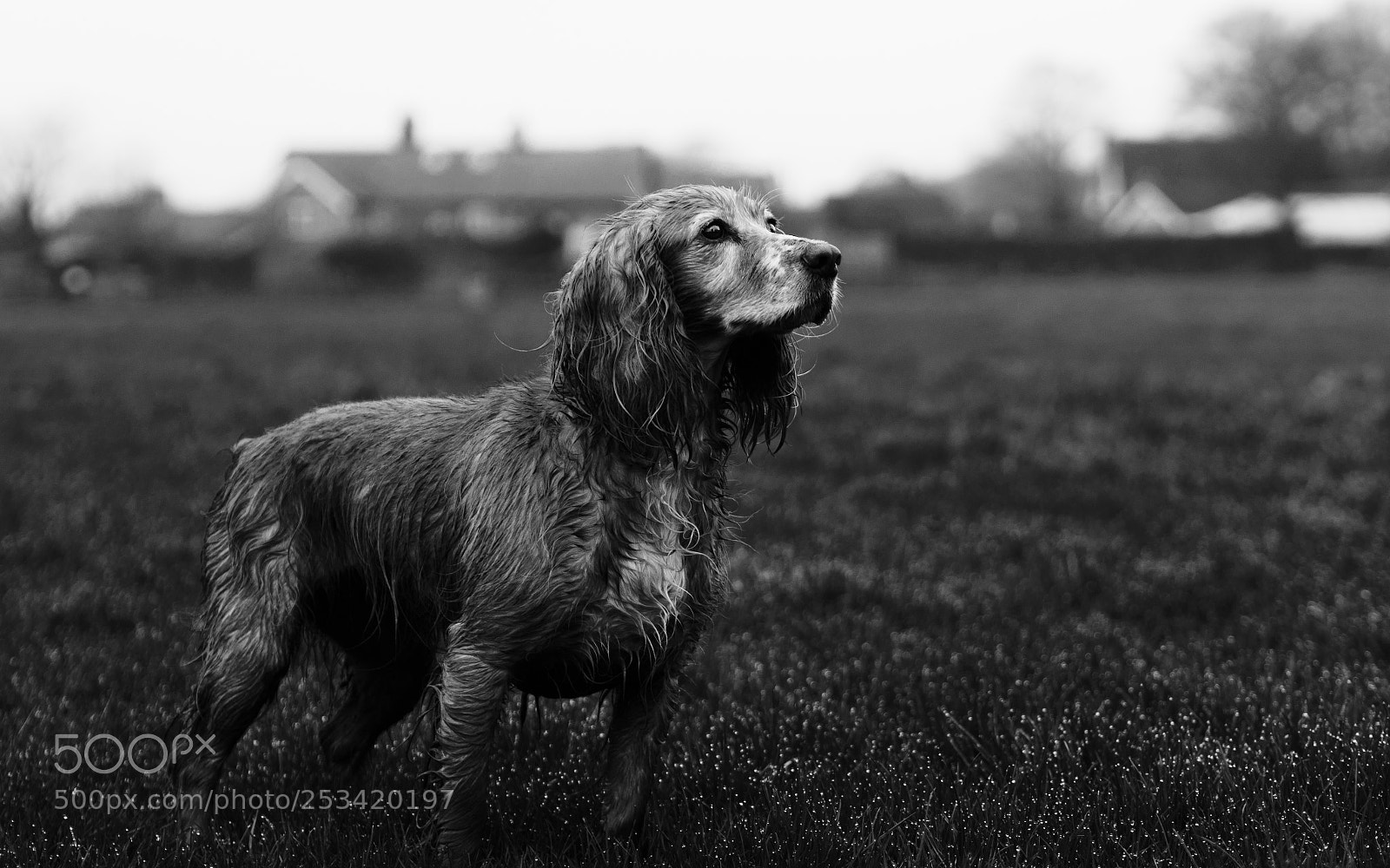 Olympus OM-D E-M10 II sample photo. Wet dog photography