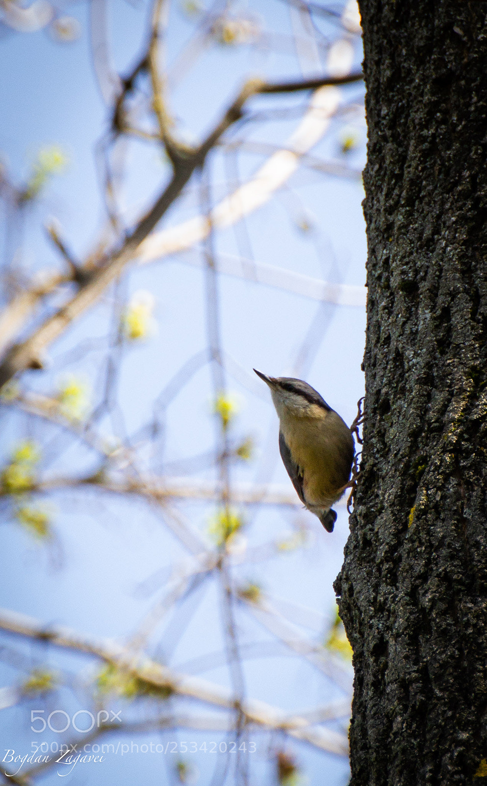 Canon EOS 60D sample photo. Sitta europaea/european nuthatch photography