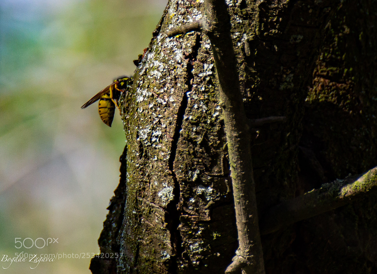 Canon EOS 60D sample photo. Vespula sp./european wasp photography
