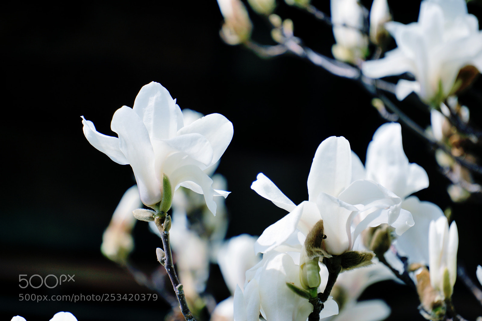 Sony Alpha NEX-7 sample photo. Spring white photography