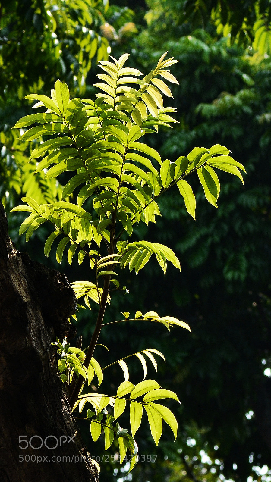 Nikon D7100 sample photo. Ttbd photography