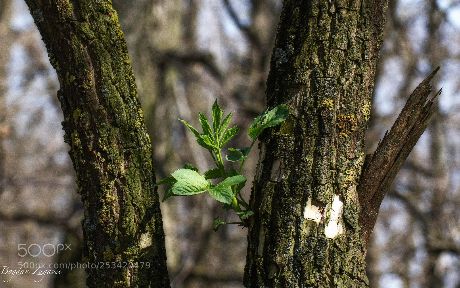 Canon EOS 60D sample photo. Life photography