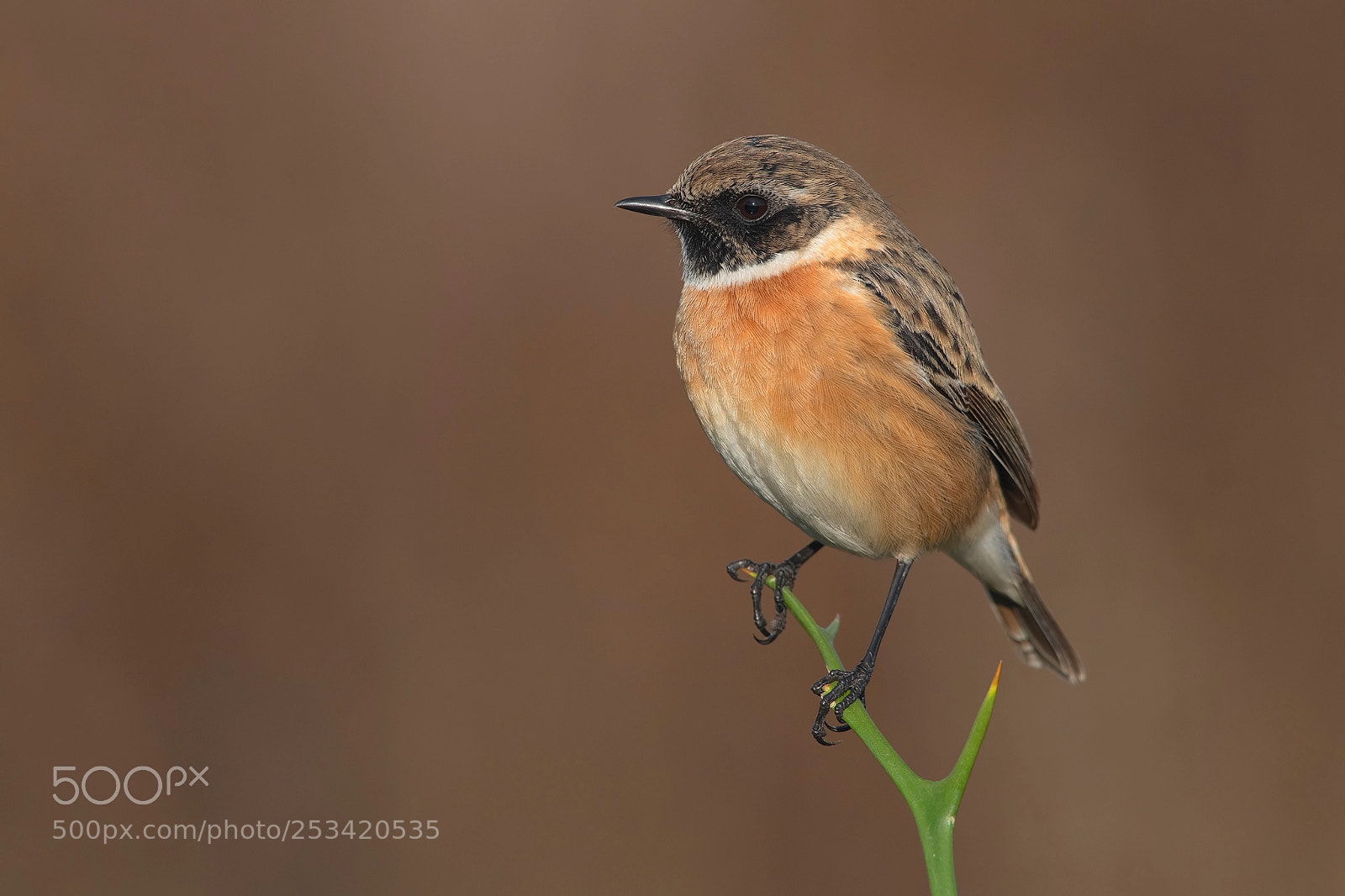 Nikon D850 sample photo. Stonechat photography