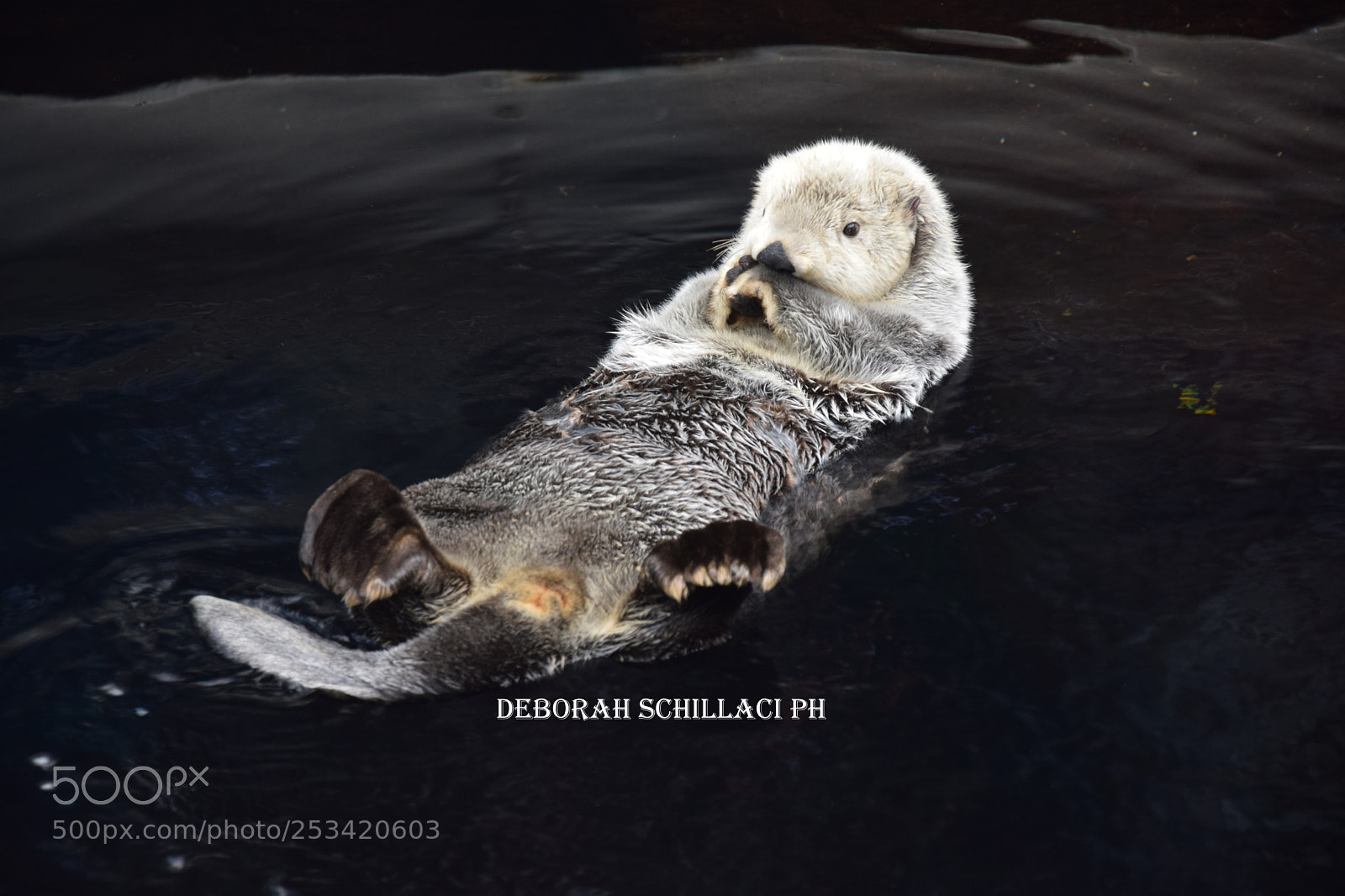 Nikon D3300 sample photo. Lontra - oceanario di photography