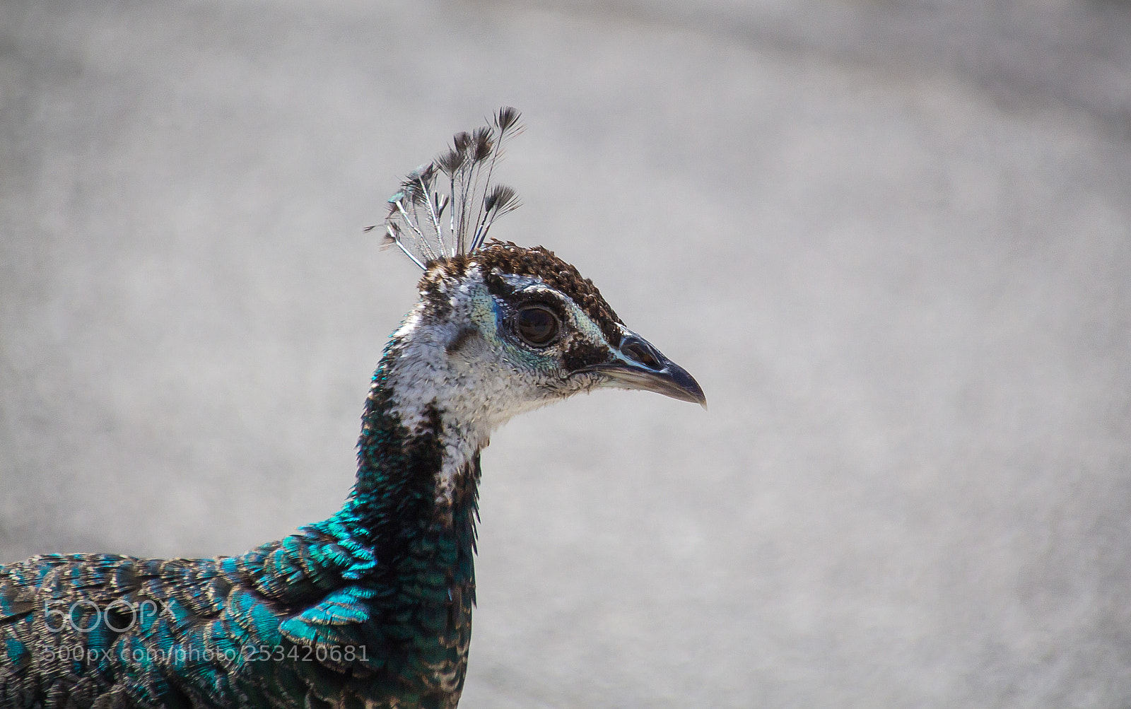 Canon EOS 700D (EOS Rebel T5i / EOS Kiss X7i) sample photo. The peacock photography