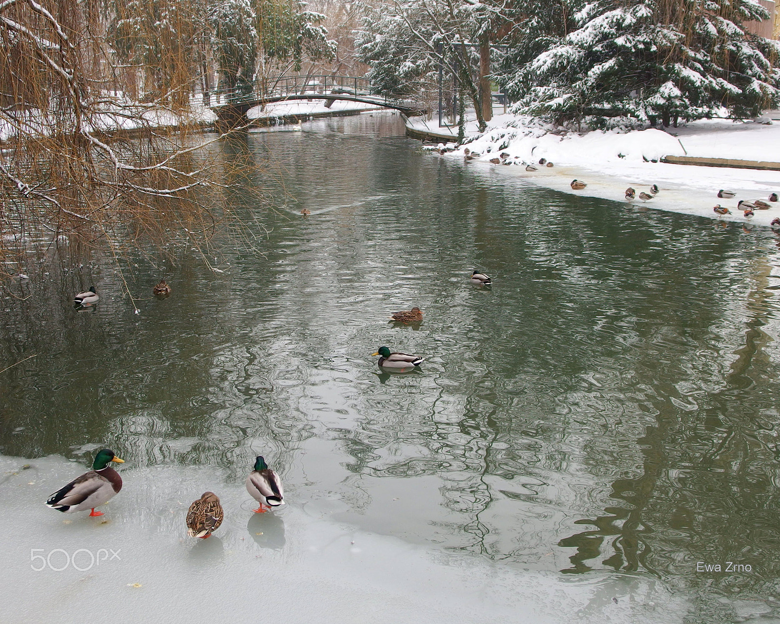 Olympus XZ-2 iHS sample photo. Icy swim. photography