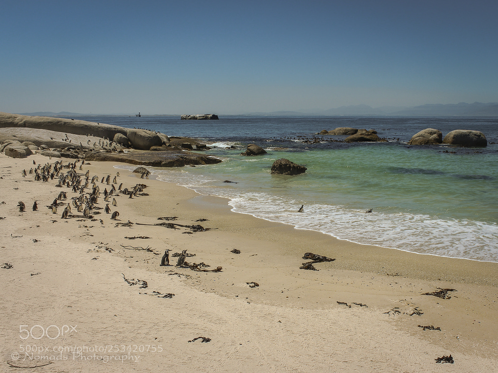 Canon EOS 650D (EOS Rebel T4i / EOS Kiss X6i) sample photo. Colony photography