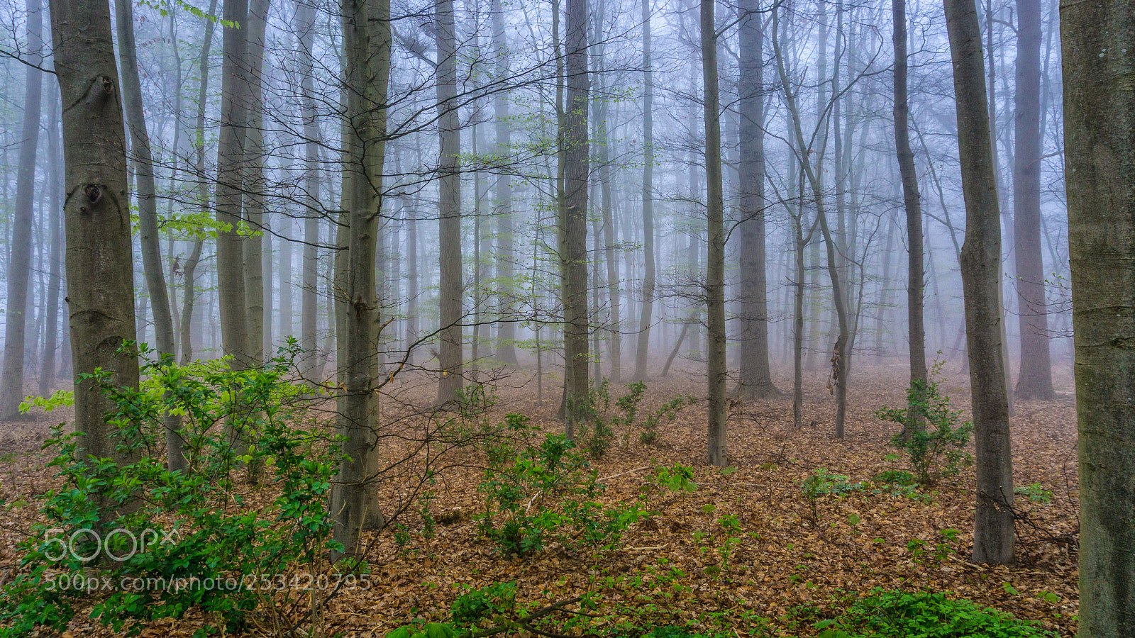 Sony a6000 sample photo. Fog in the forest photography