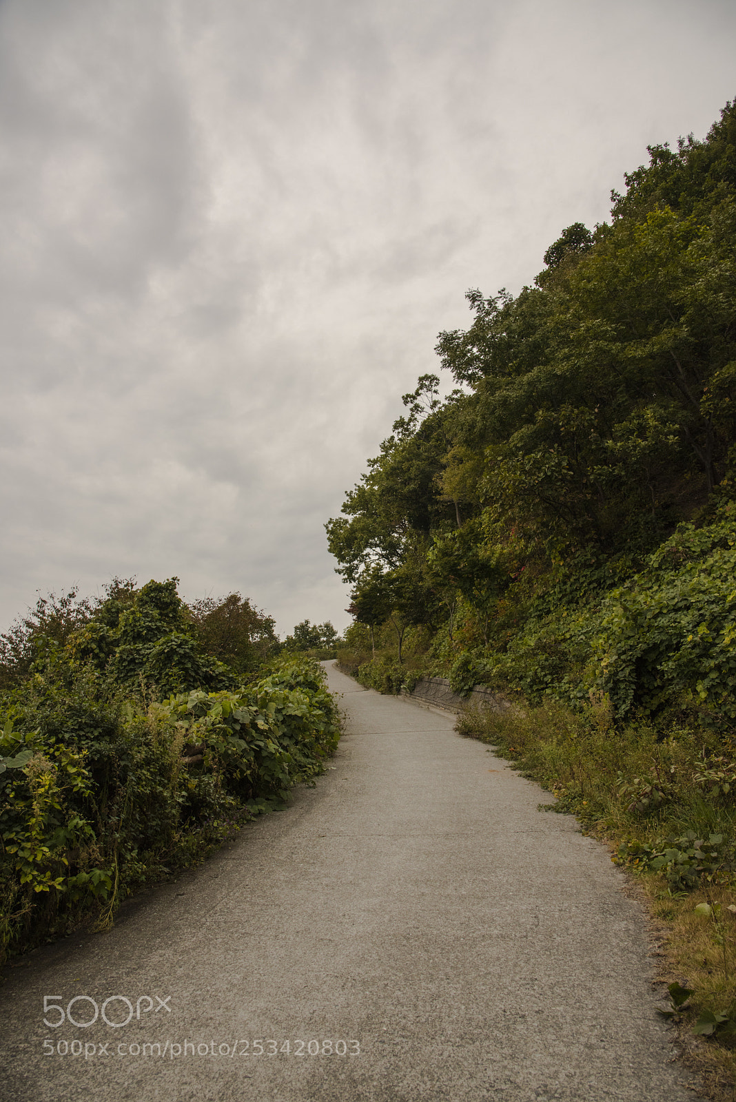 Nikon D810 sample photo. On the road 5 photography