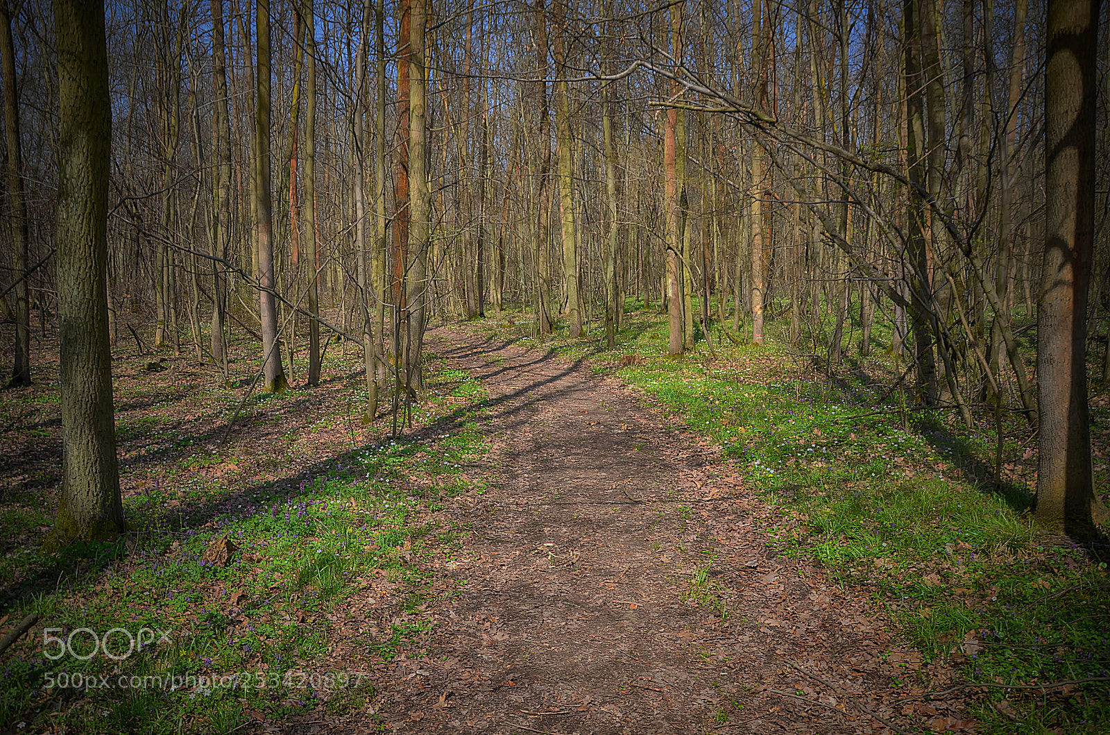 Nikon D7000 sample photo. Spirng forest path photography