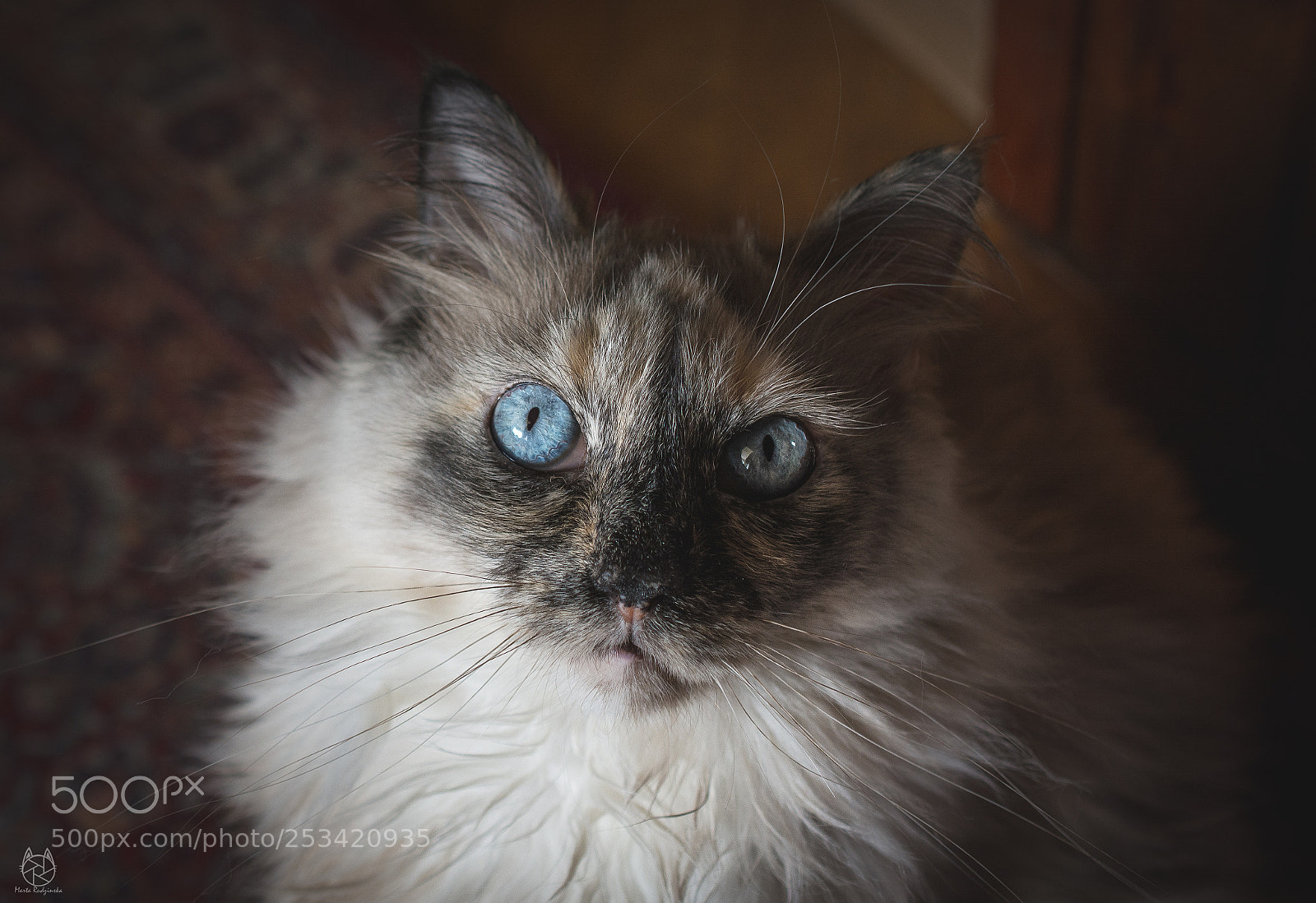Nikon D7100 sample photo. Untitled photography
