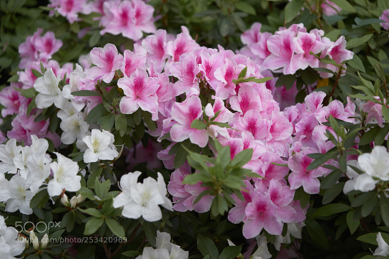 Sony a7 sample photo. Flowers 6397 photography