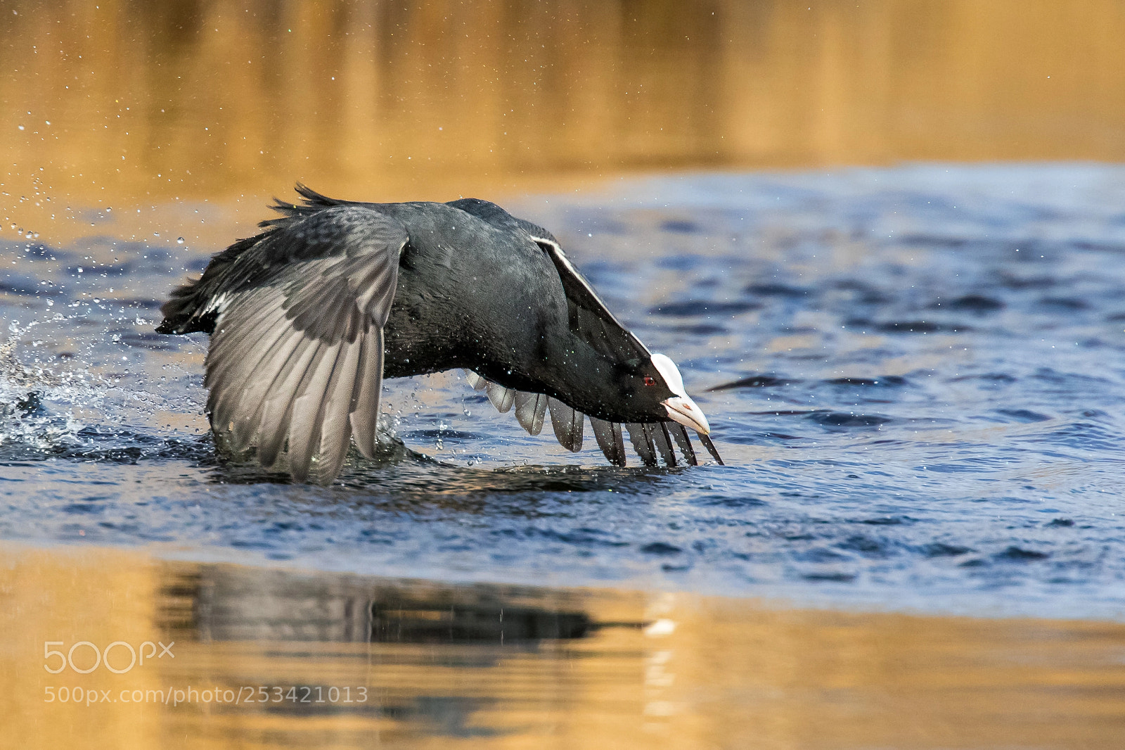 Canon EOS 7D Mark II sample photo. Race-chick :-) photography