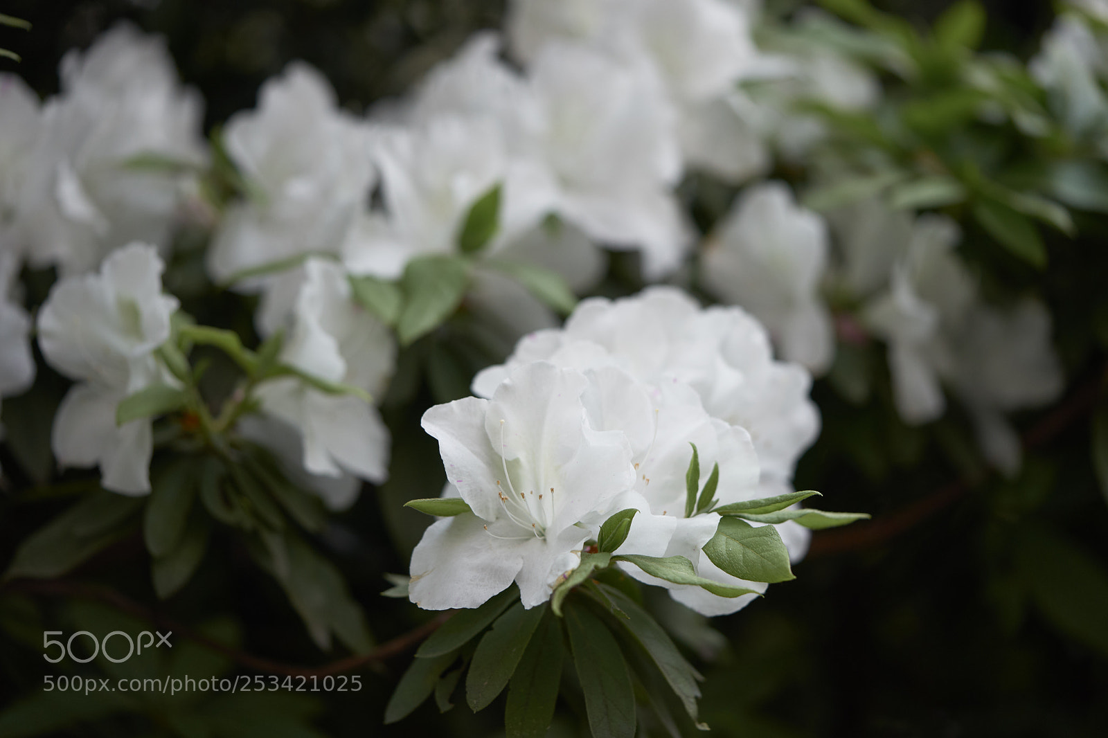 Sony a7 sample photo. Flowers 6398 photography