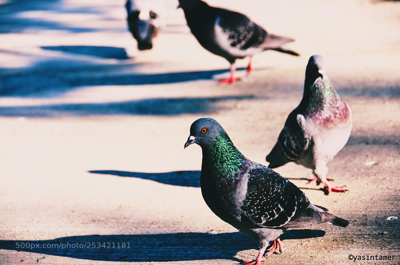 Nikon D300S sample photo. Pigeon photography