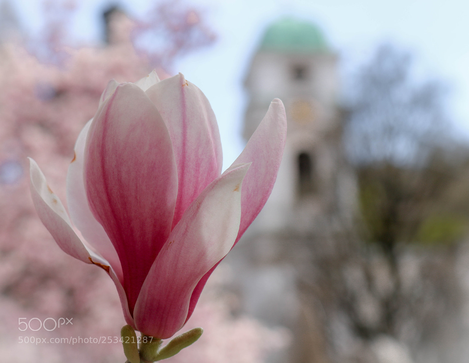 Canon EOS 750D (EOS Rebel T6i / EOS Kiss X8i) sample photo. Magnolienblüte... photography