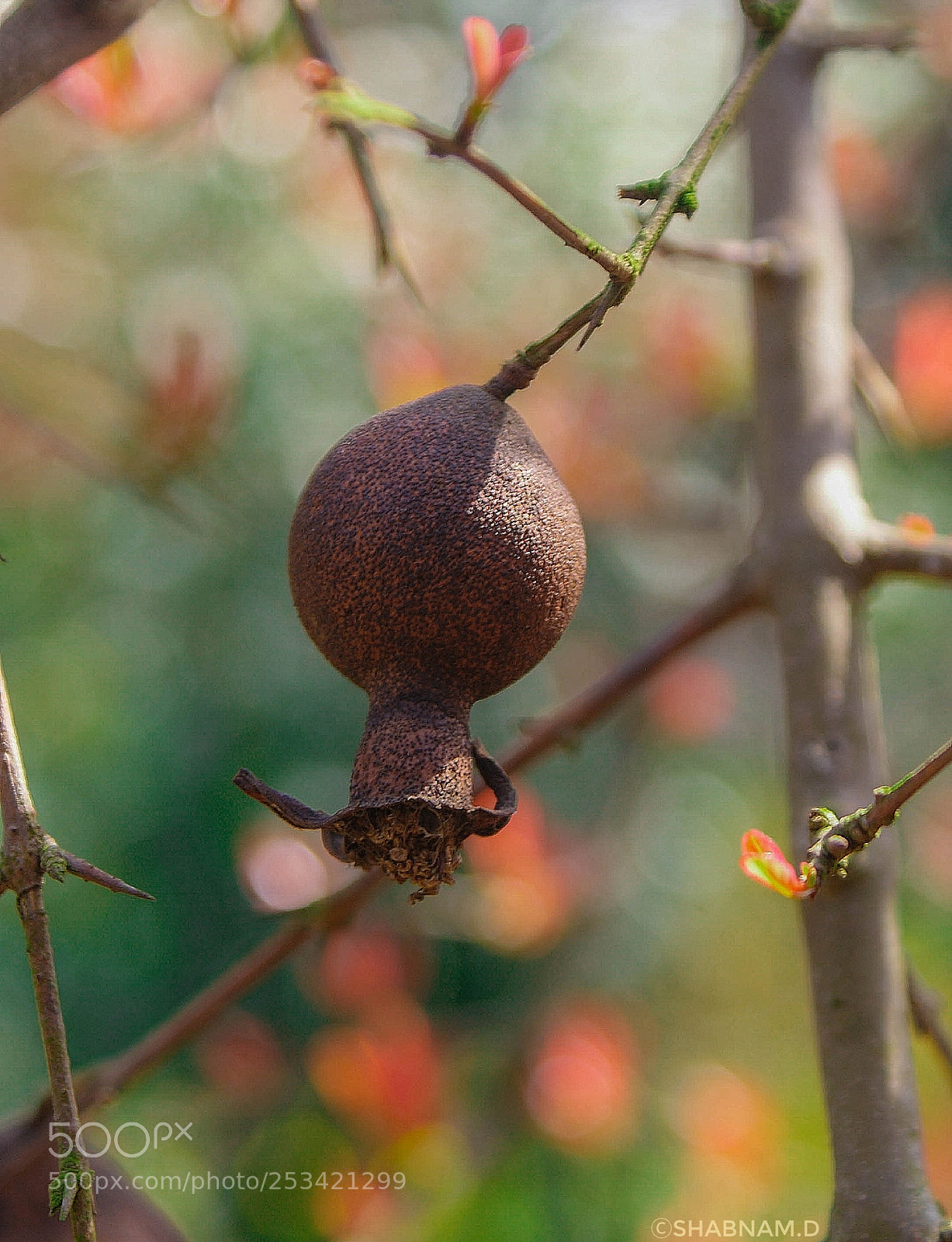 Sony Alpha DSLR-A200 sample photo. Untitled photography