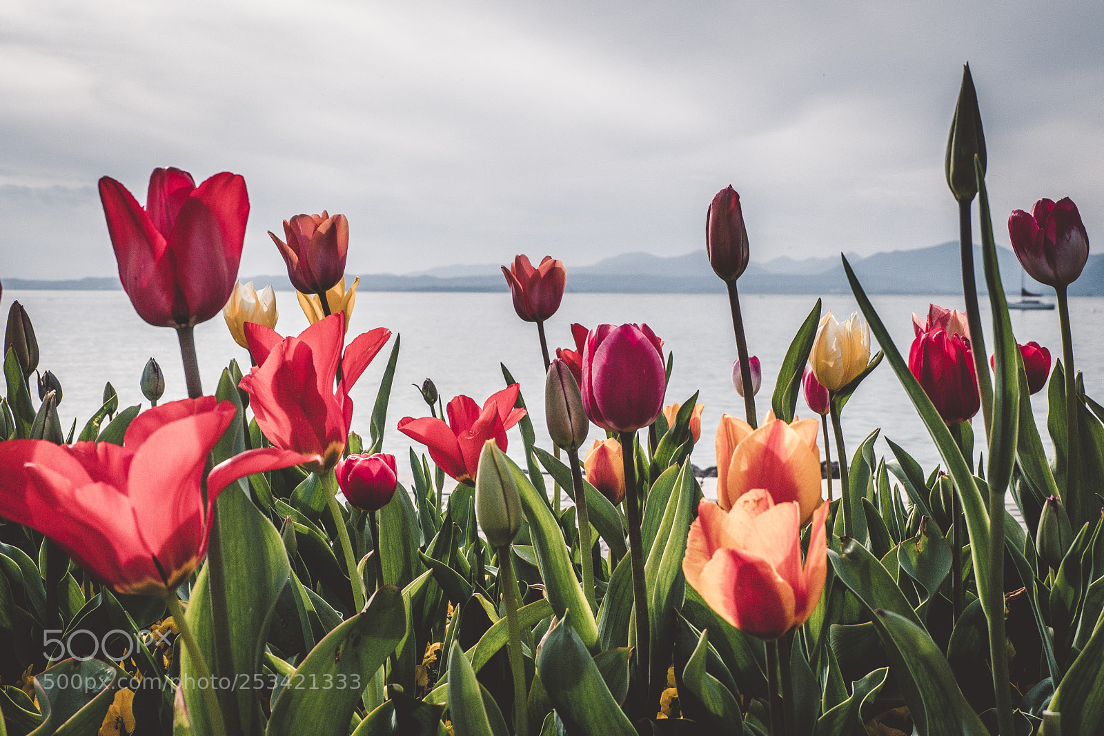 Fujifilm X-T20 sample photo. Tulips photography