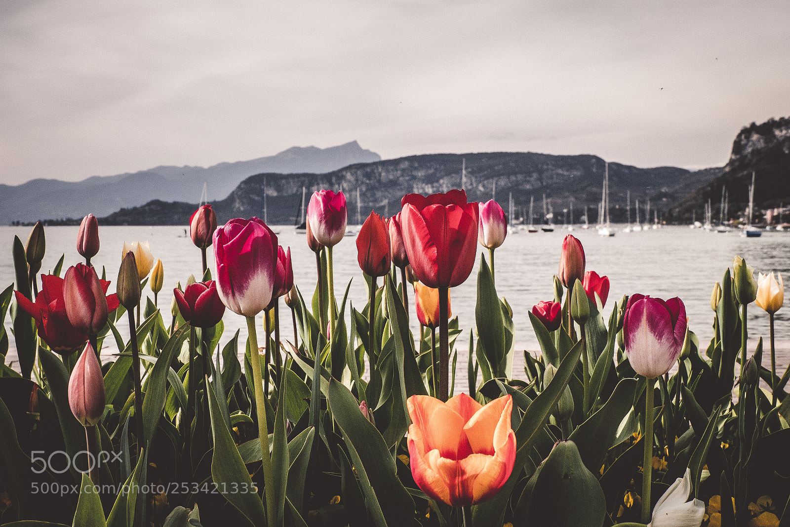 Fujifilm X-T20 sample photo. Tulips and boats photography