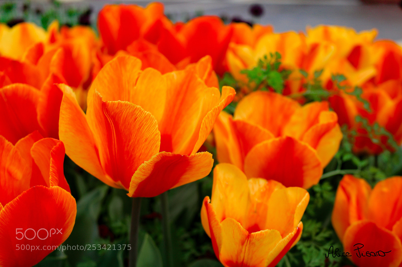 Canon EOS 100D (EOS Rebel SL1 / EOS Kiss X7) sample photo. Shade of colors photography