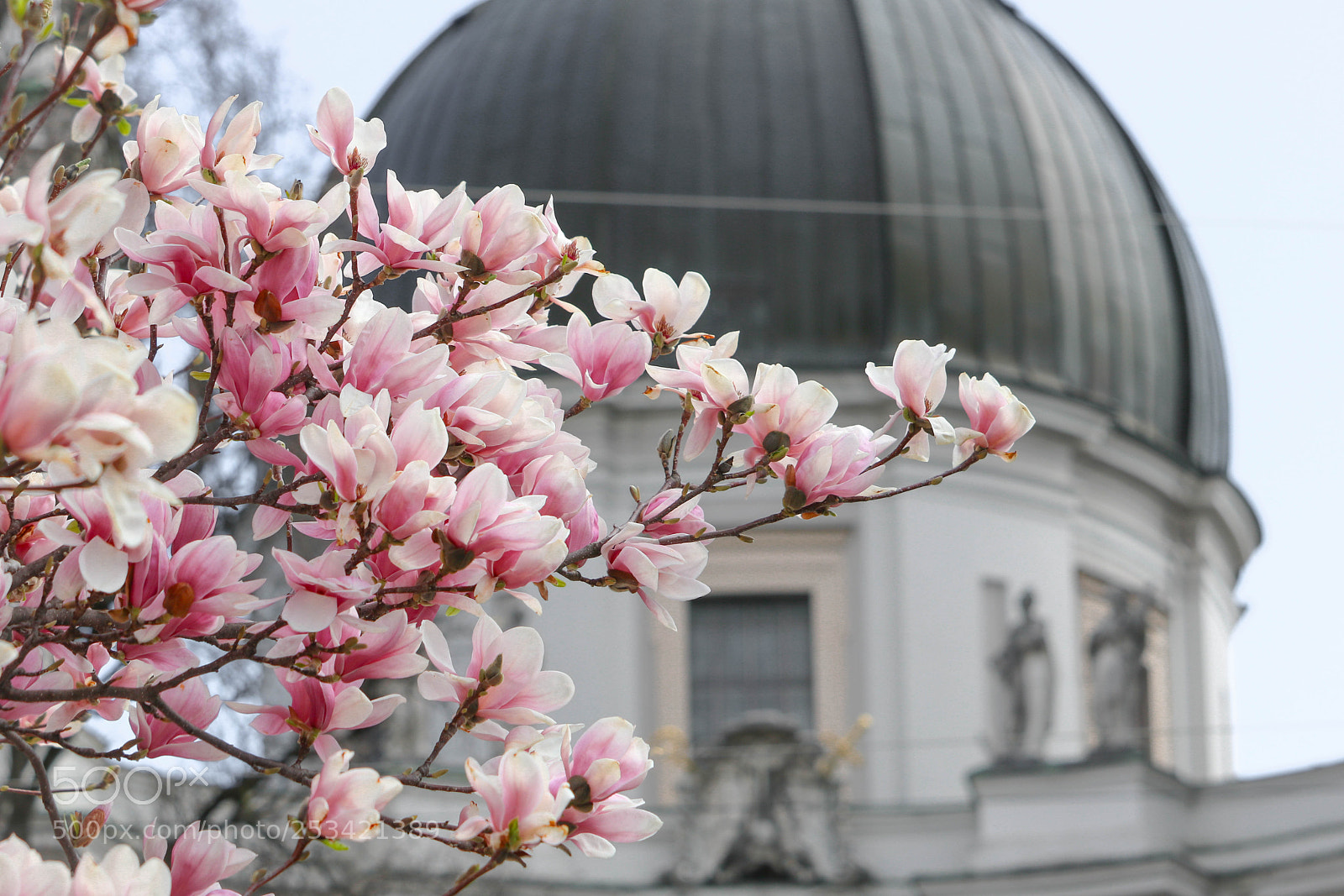 Canon EOS 750D (EOS Rebel T6i / EOS Kiss X8i) sample photo. Magnolienblütenpracht... photography