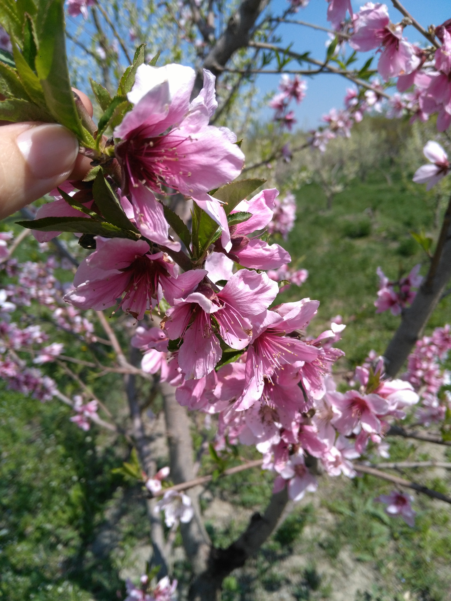 HUAWEI Honor 5X sample photo. #urmia photography