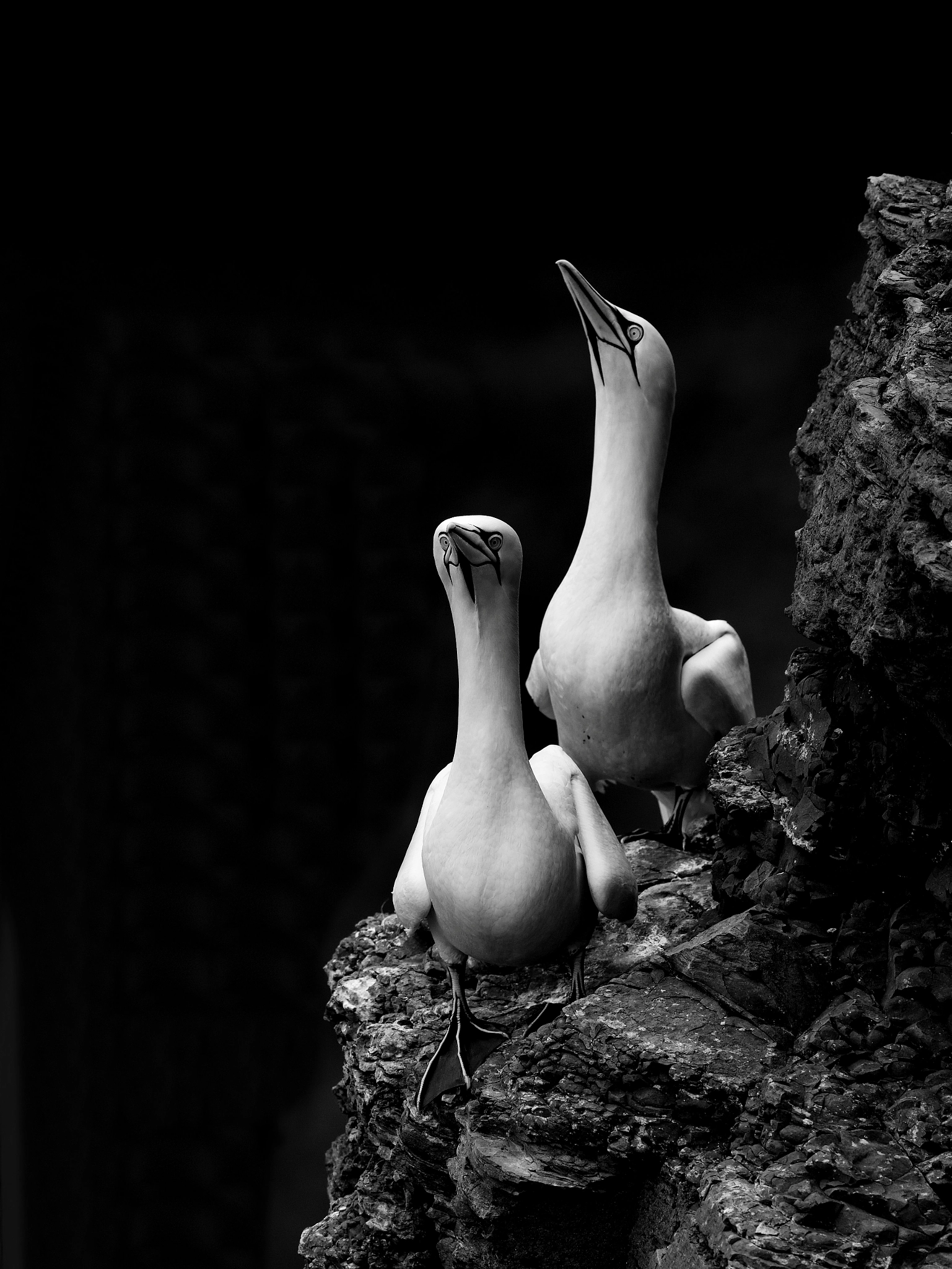 Nikon D850 + Nikon AF-S Nikkor 500mm F4G ED VR sample photo. Northern gannets photography