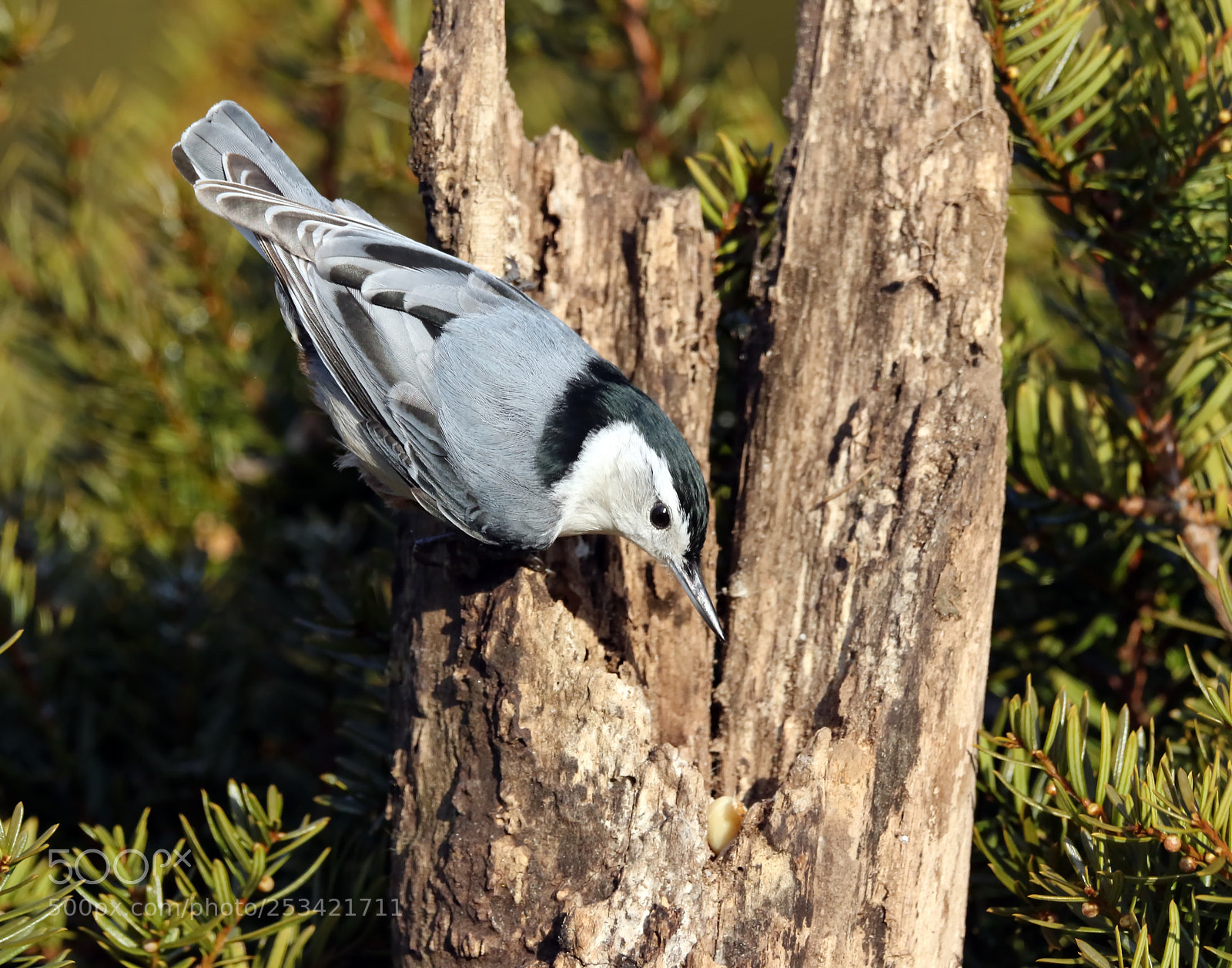Canon EOS 7D Mark II sample photo. Nuthatch photography