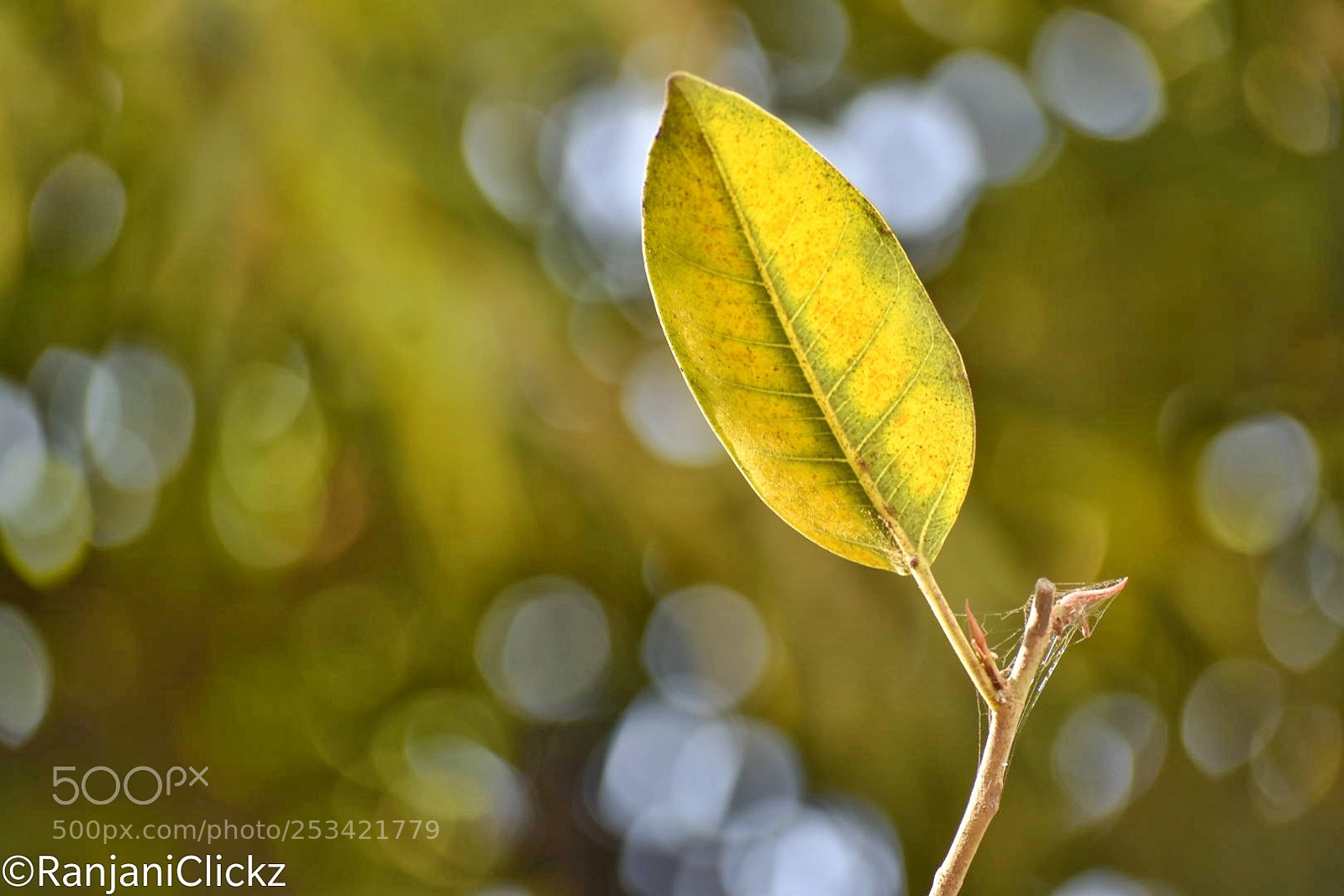 Nikon D5500 sample photo. Stand alone ?? photography