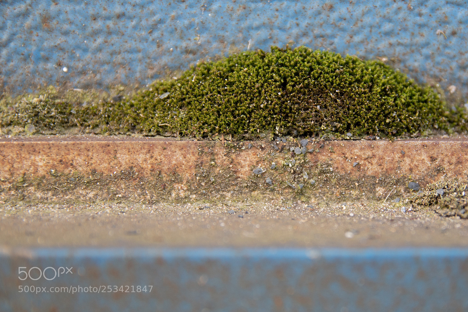 Sony ILCA-77M2 sample photo. Micro world photography